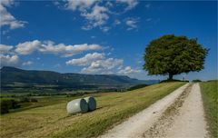 Der Weg zum grünen Baum