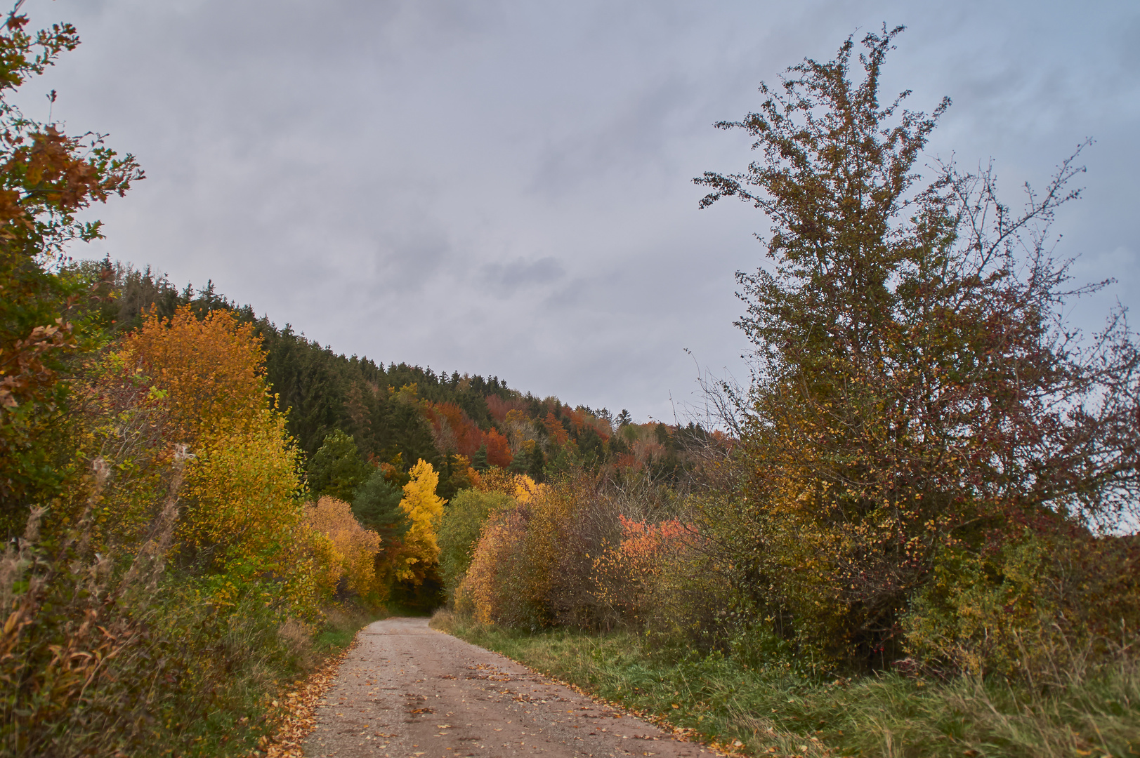 Der Weg zum Herbstwald 