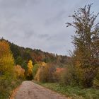 Der Weg zum Herbstwald 