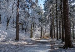 Der Weg zum Inselsberg...