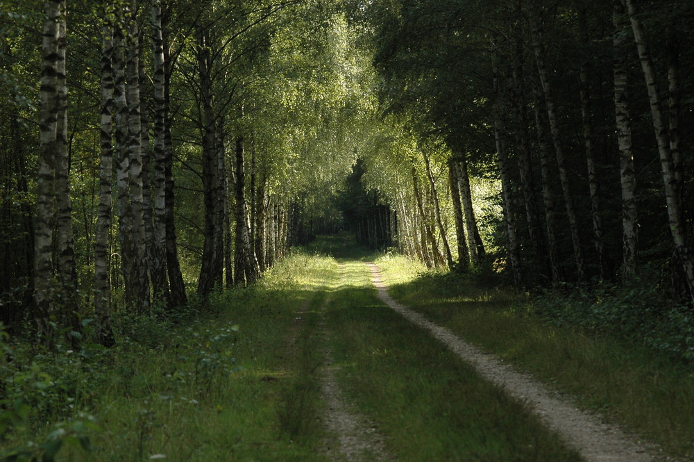 Der Weg zum Licht