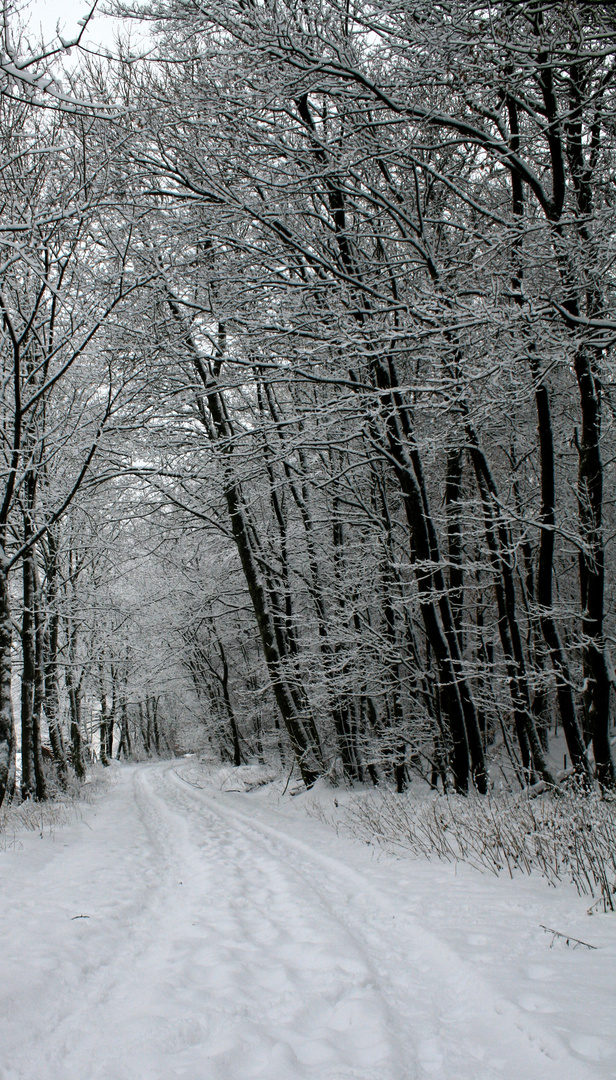 Der Weg zum Märchenwald....