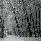 Der Weg zum Märchenwald....