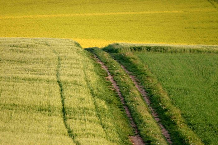 Der Weg zum Raps