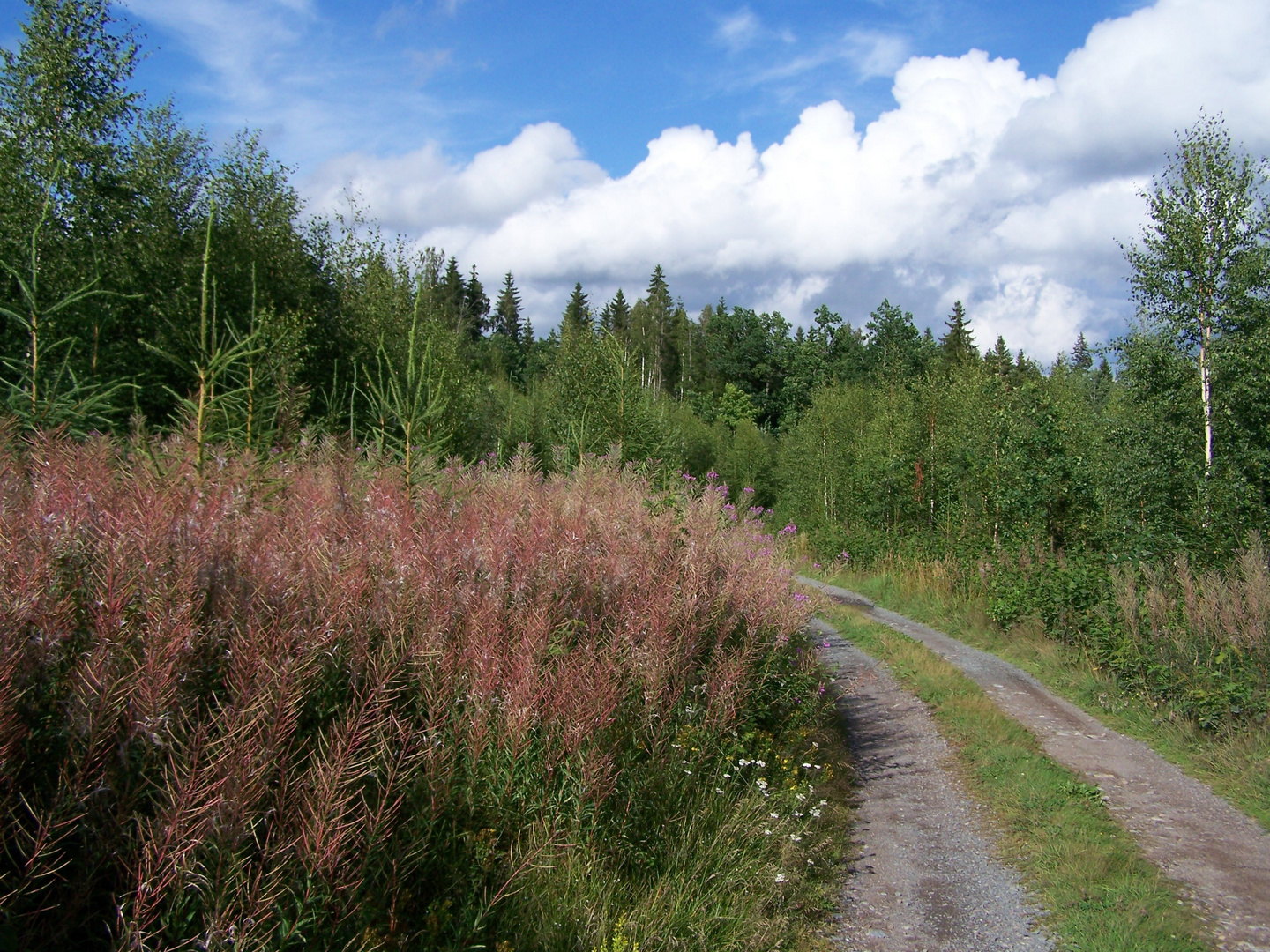 Der Weg zum See