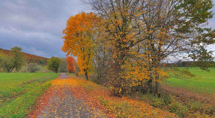 der Weg zum See im Herbst