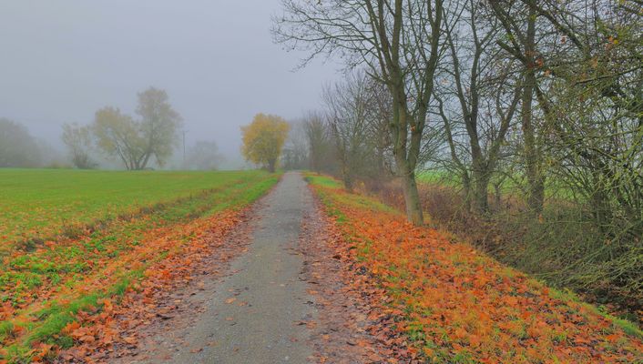 der Weg zum See im Nebel