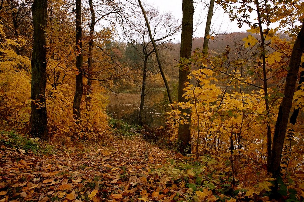 Der Weg zum Teich... Foto & Bild landschaft, bach, fluss & see, see
