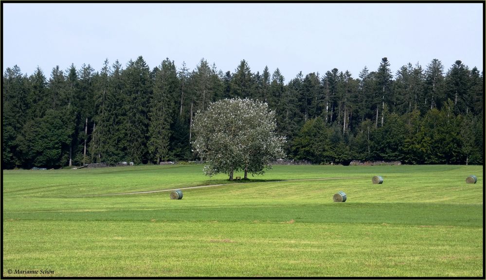 Der Weg zum Wald...