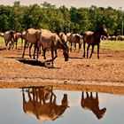 Der Weg zum Wasser 