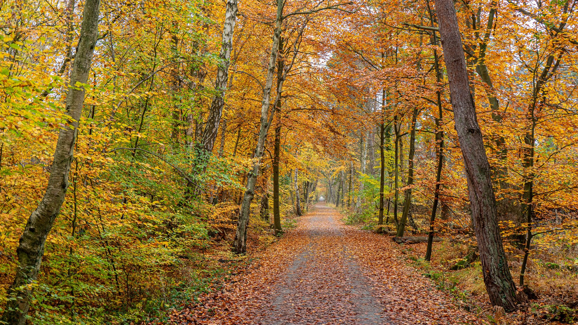 Der Weg zum Weststrand... 