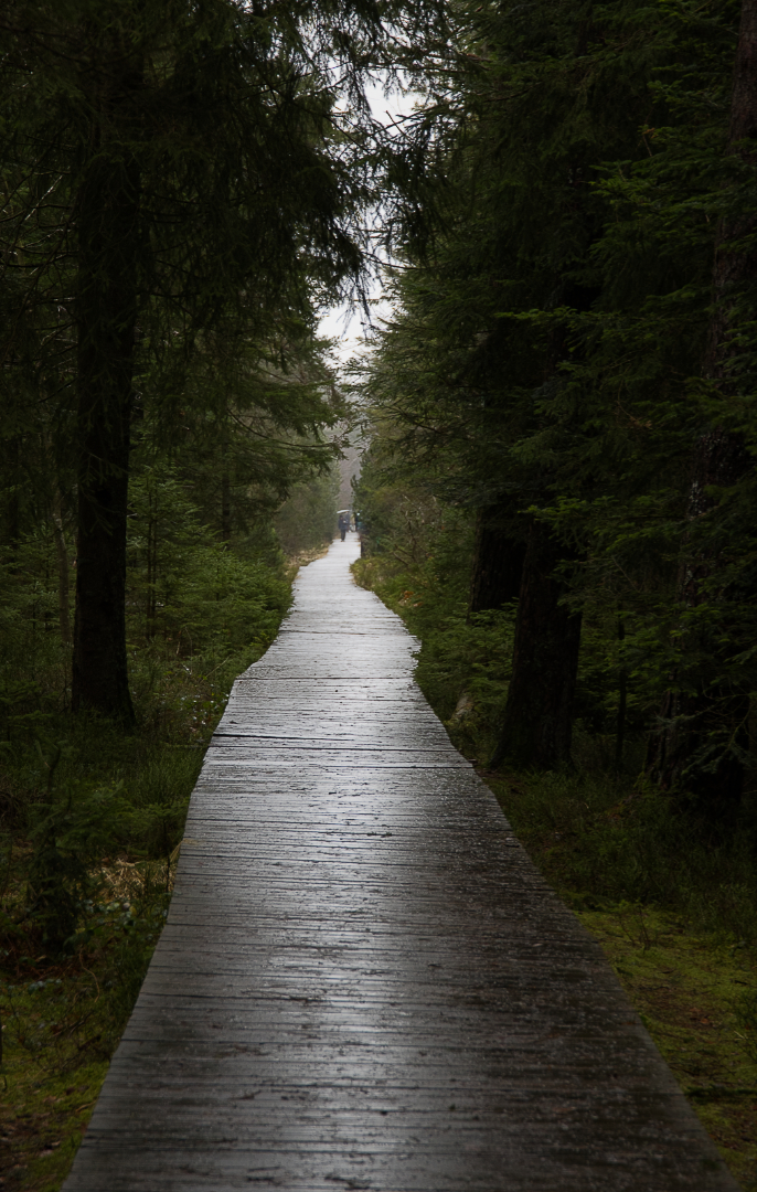 Der Weg zum Wildsee...