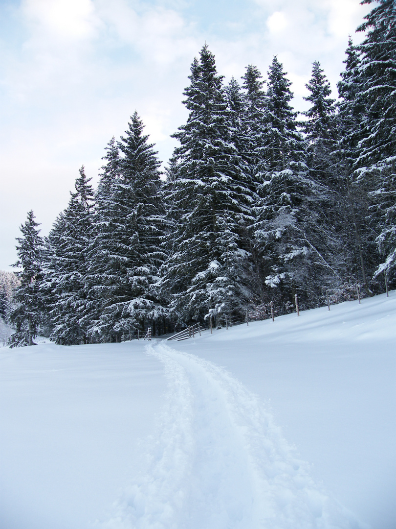 Der Weg zum Zauberwald