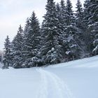 Der Weg zum Zauberwald