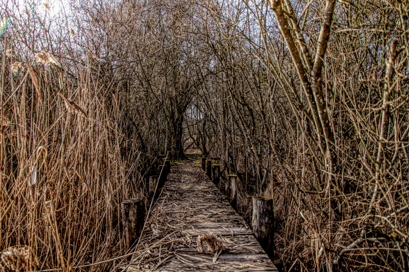 der Weg zum  Zauberwald