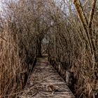 der Weg zum  Zauberwald