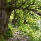 Der Weg zur Alpe durch den Kastanienhain