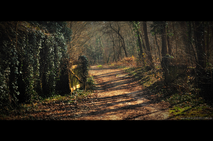 Der Weg zur alten Weide