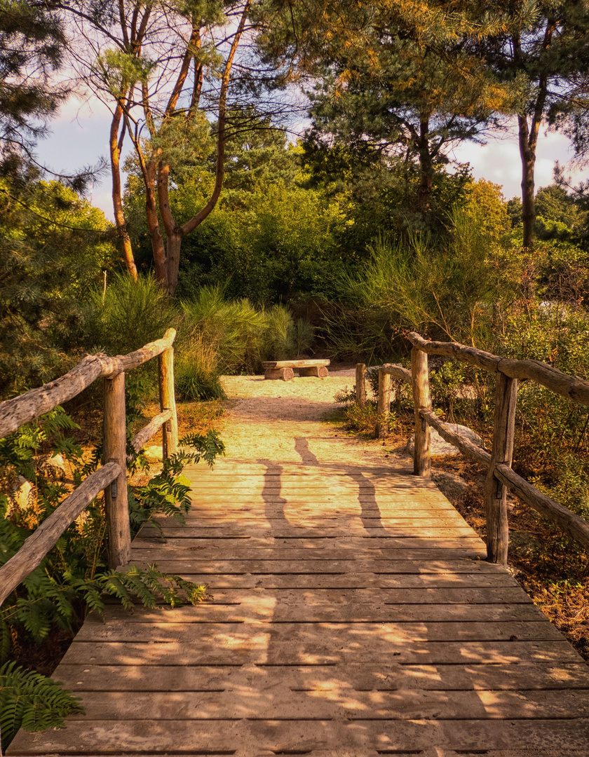 Der Weg zur Bank im Rombergpark