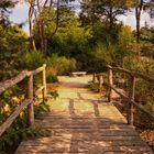 Der Weg zur Bank im Rombergpark