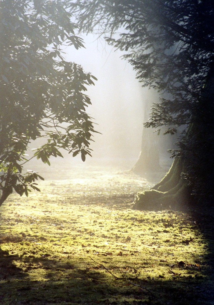 Der Weg zur Lichtung