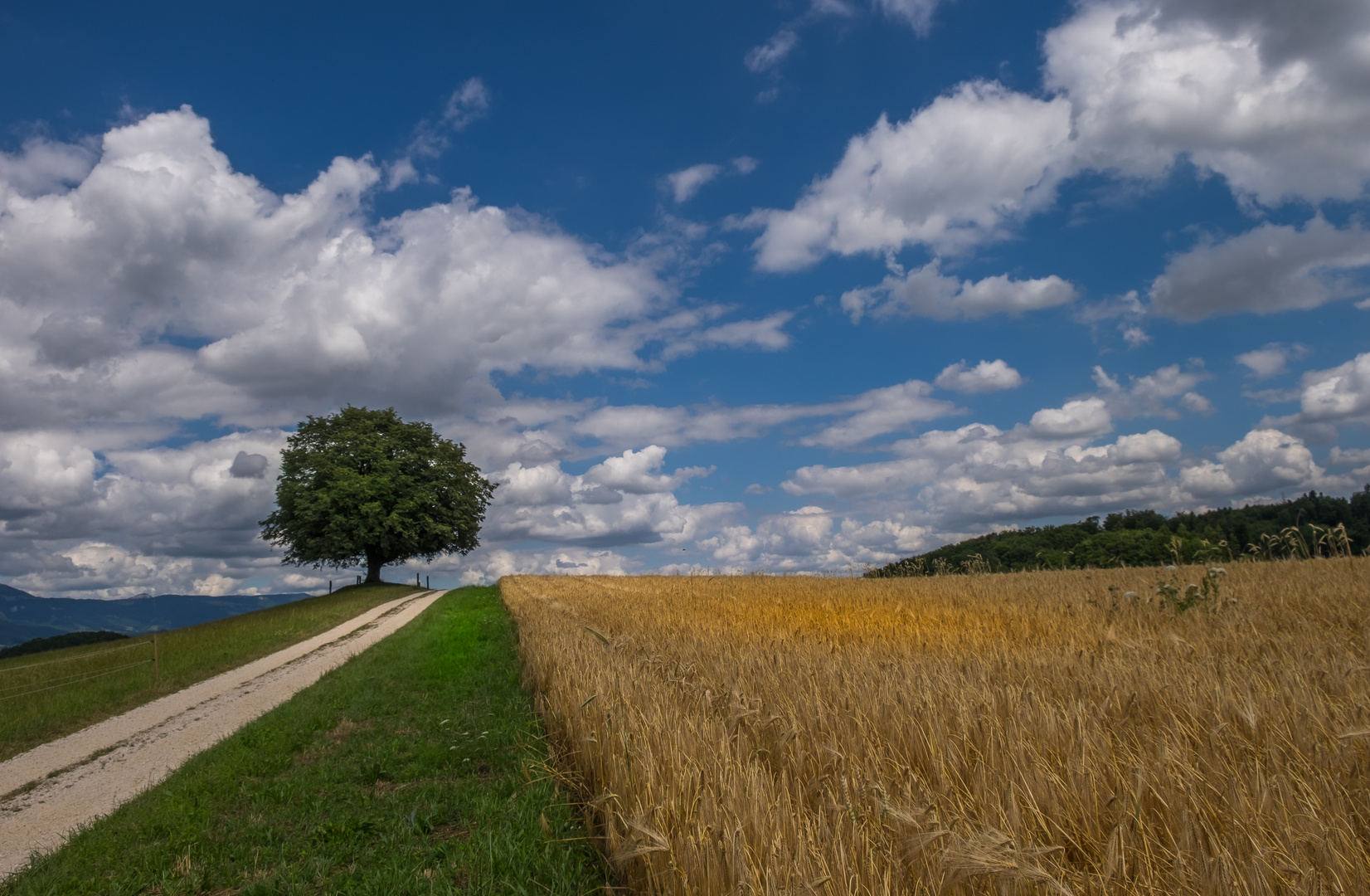 Der Weg zur Linde