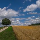 Der Weg zur Linde