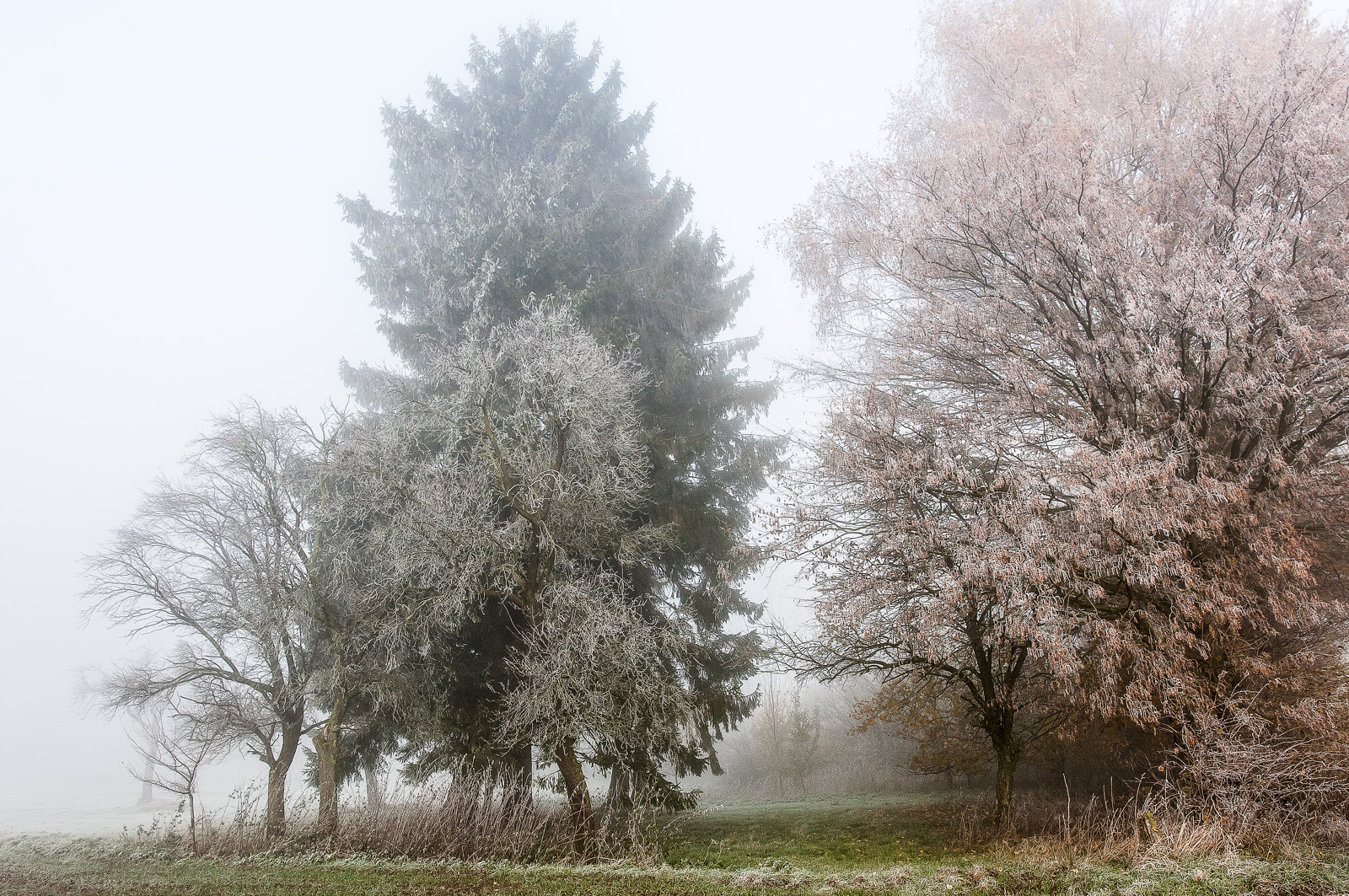 Der Weg zur Obstwiese