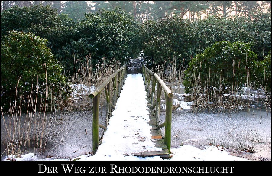 Der Weg zur Rhododendronschlucht im Kromlauer Park