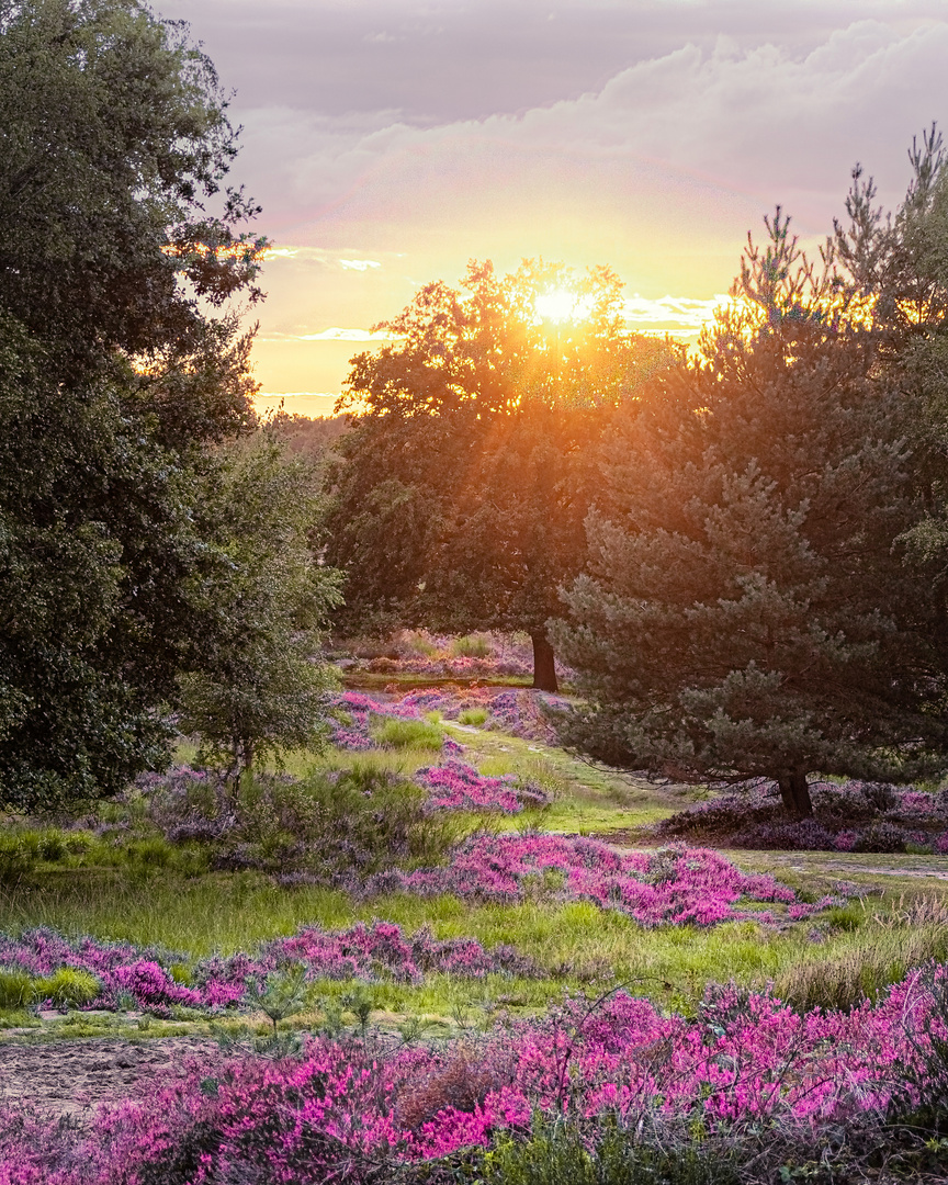 Der Weg zur Sonne