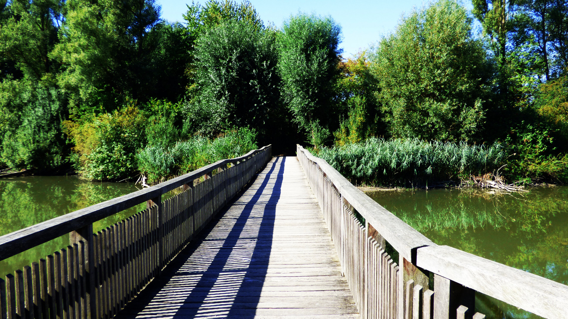 der Weg zur Vogelinsel