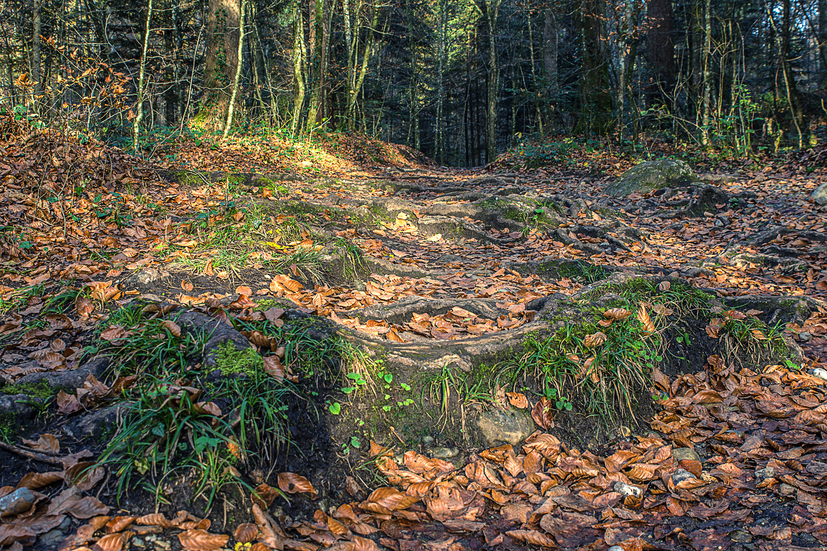 Der Weg zurück zu den Wurzeln