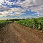 Der Weg zwischen den Maisfeldern