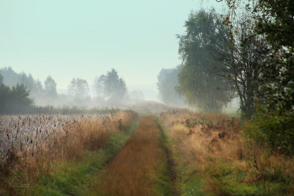 Der Weg zwischen Feld und Wiesen