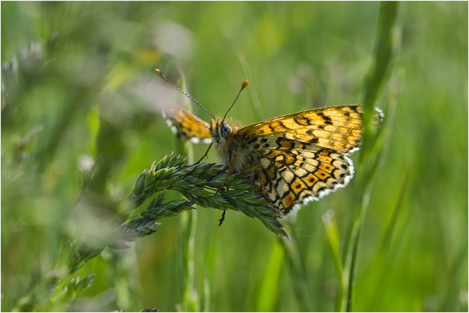 Der Wegerich-Scheckenfalter (Melitaea cinxia) war . . .