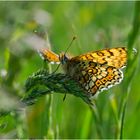 Der Wegerich-Scheckenfalter (Melitaea cinxia) war . . .