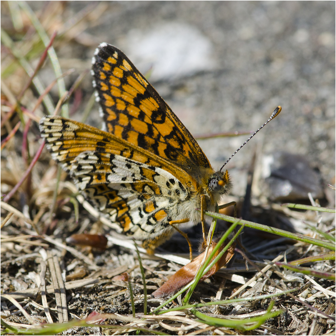 Der Wegerich-Scheckenfalter  (Melitaea cinxia) zeigte mir auch . . .