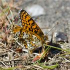 Der Wegerich-Scheckenfalter  (Melitaea cinxia) zeigte mir auch . . .