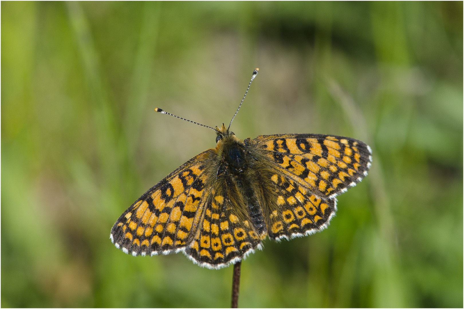 Der Wegerich-Scheckenflater (Melitaea cinxia) . . .