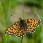 Der Wegerich-Scheckenflater (Melitaea cinxia) . . .