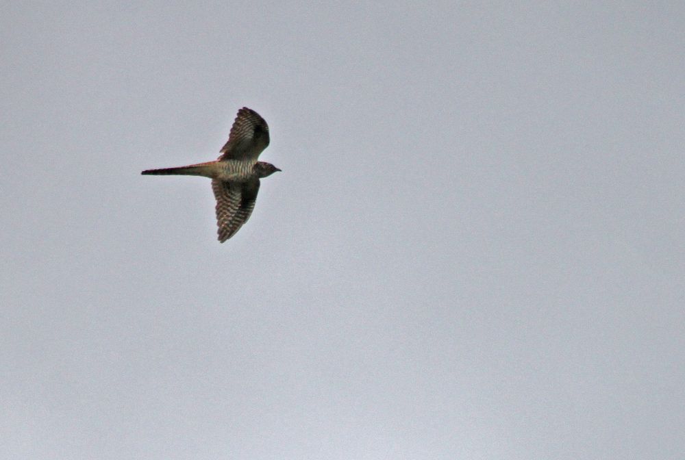 Der Wegflieger als Querflieger