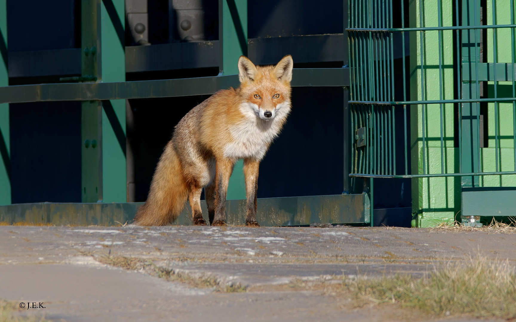 Der Wehrfuchs