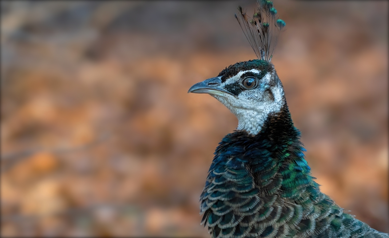 Der weibliche Pfau