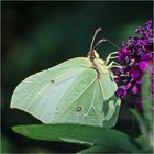 Der weibliche Zitronenfalter (Gonepteryx rhamni) ist heller und . . .