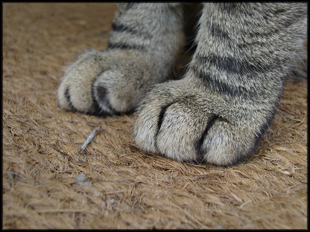 Der weiche Gang geschmeidig starker Schritte