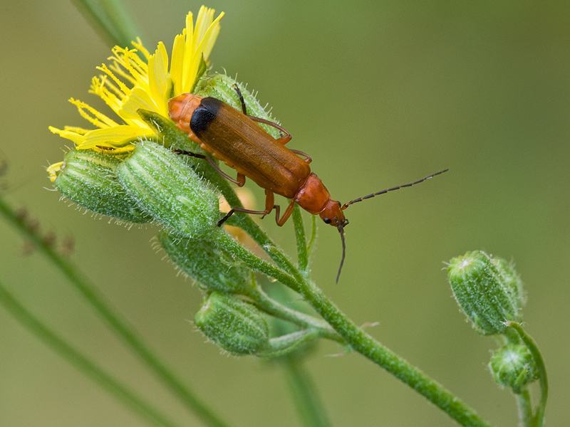 Der Weichkäfer