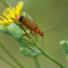 Der Weichkäfer