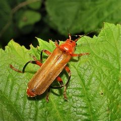 Der Weichkäfer Rhagonycha fulva, Familie Cantharidae