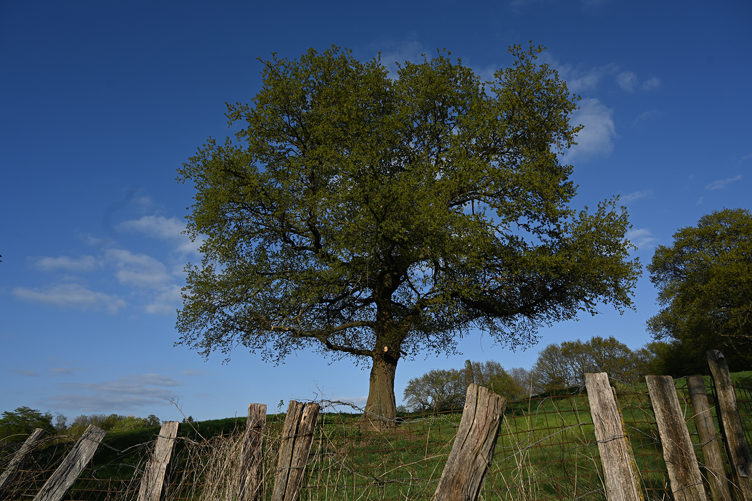 Der Weidebaum