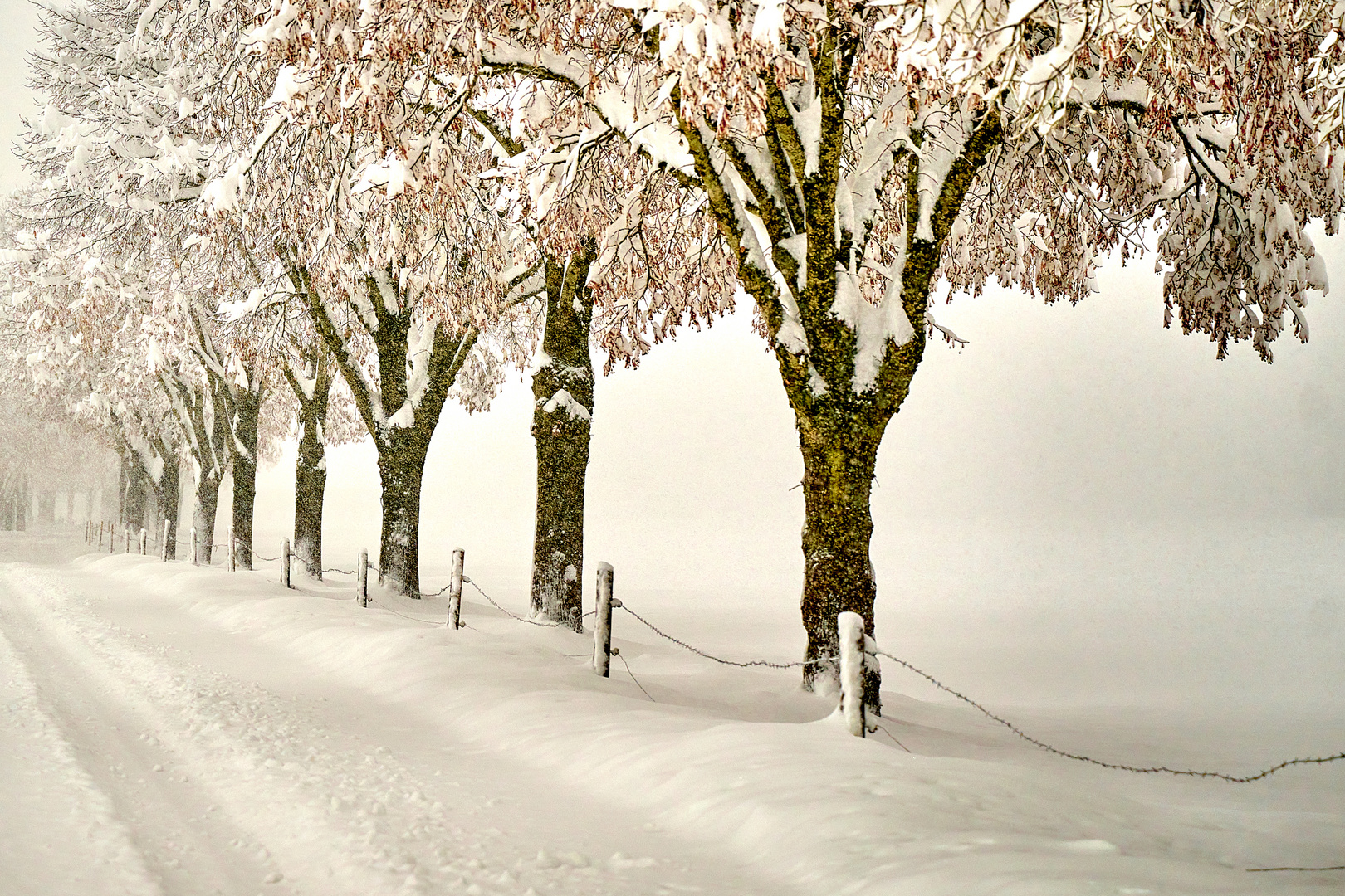 Der Weidezaun im Winter